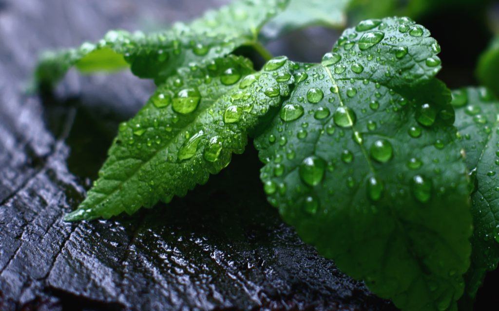 mintleaves