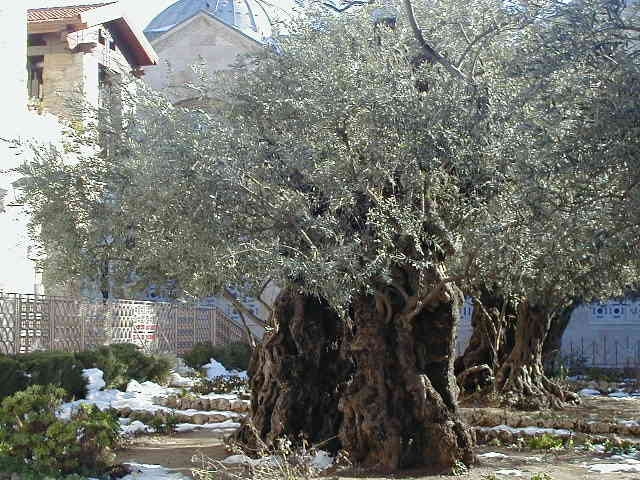 革責瑪尼山園