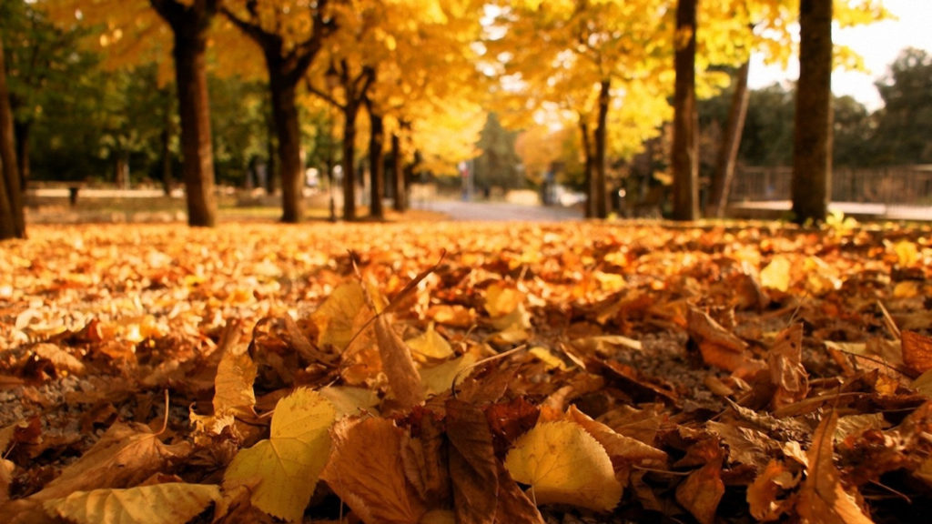 fallen-leaves-wallpaper-hd-1