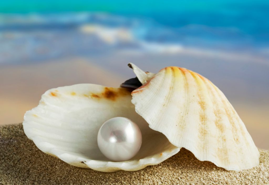 Pearl-in-shell_square.jpg