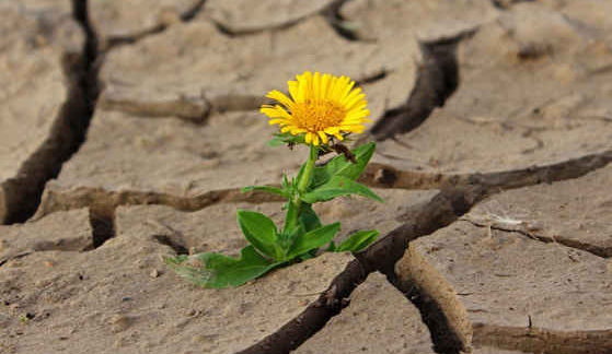 flower-in-dry-land