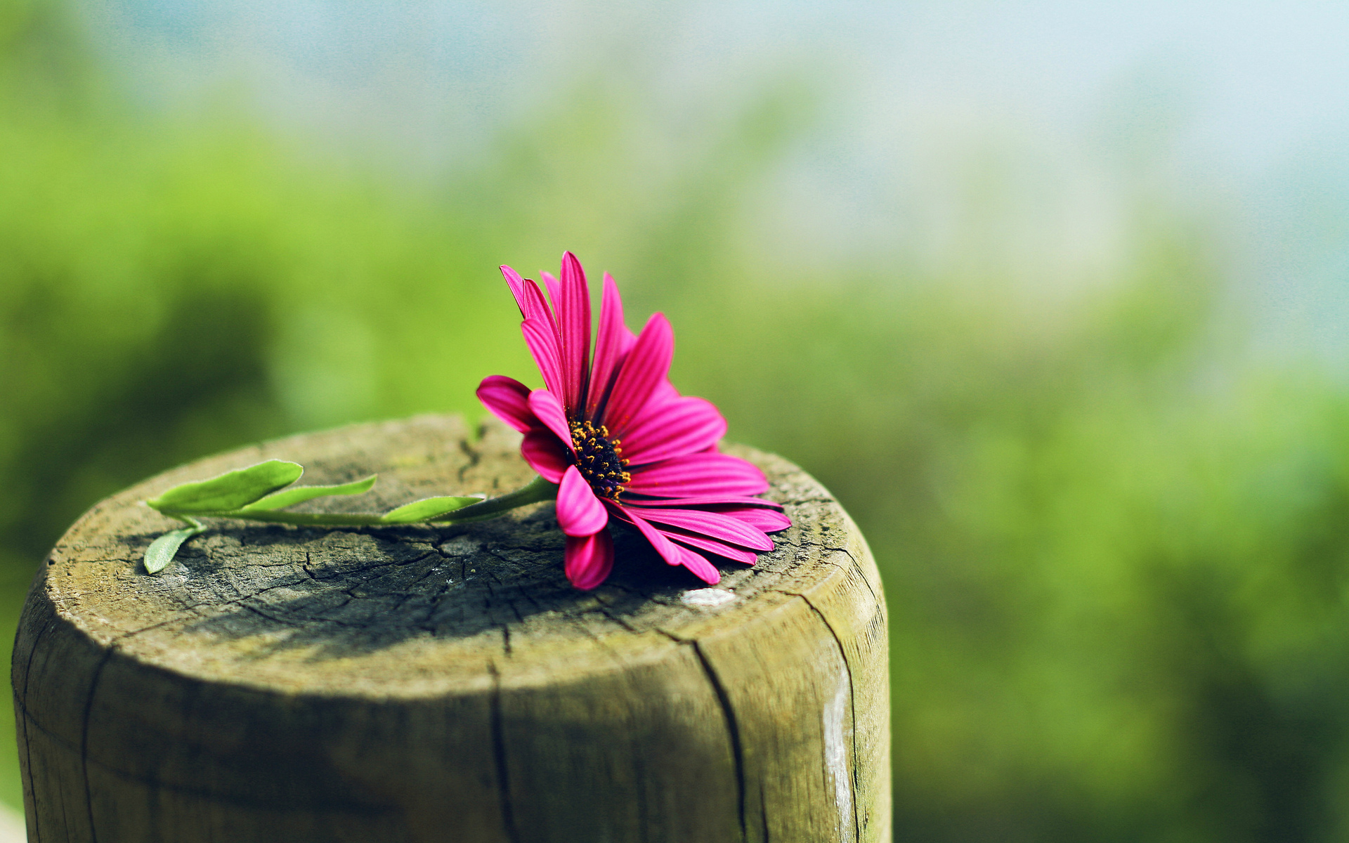 Nature_Flowers_A_flower_on_a_tree_stump_034291_