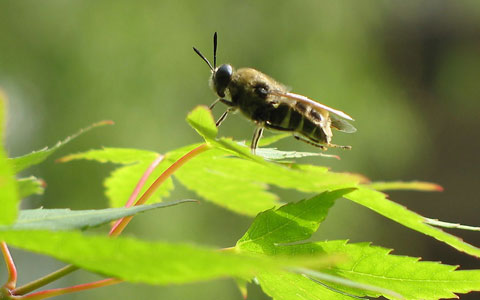 我們有時不如蜜蜂和樹葉