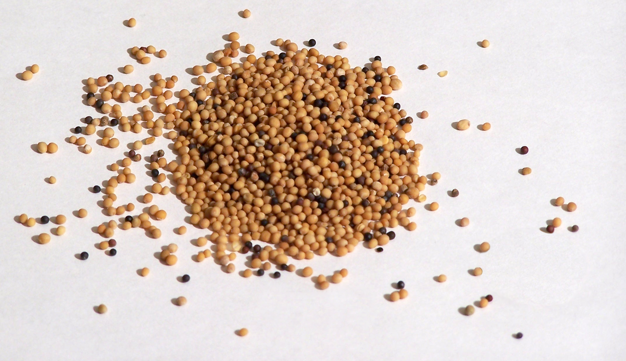 1280px-mustard