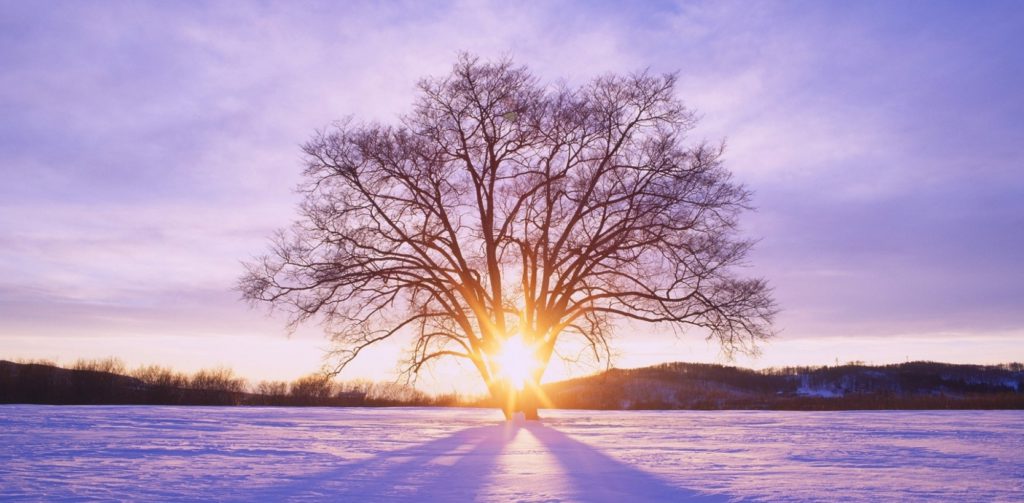 ws_shiny_sun_tree__snow_scenery_1680x1050