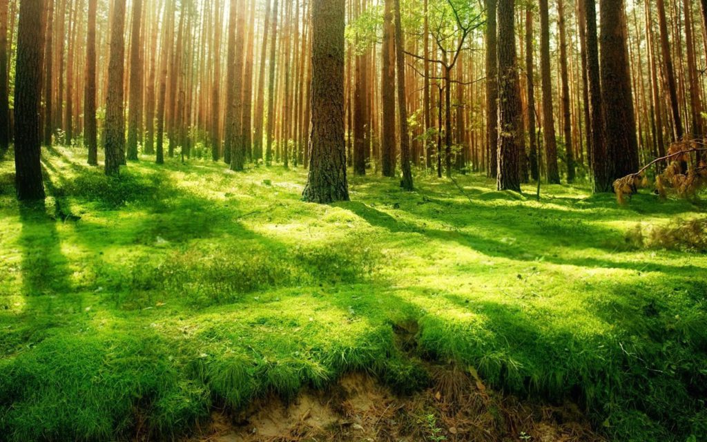 forest-green-land-wallpaper-2880x1800