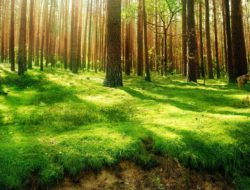 forest-green-land-wallpaper-2880x1800