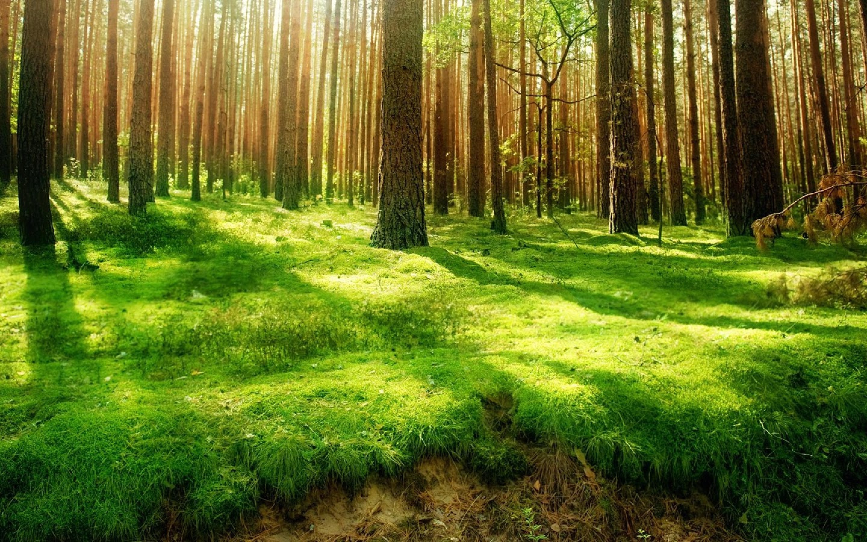 forest-green-land-wallpaper-2880x1800