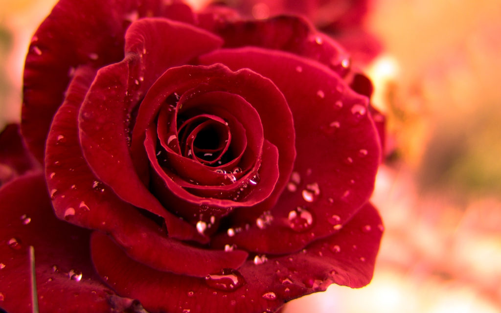 4436852-rose-wallpapers