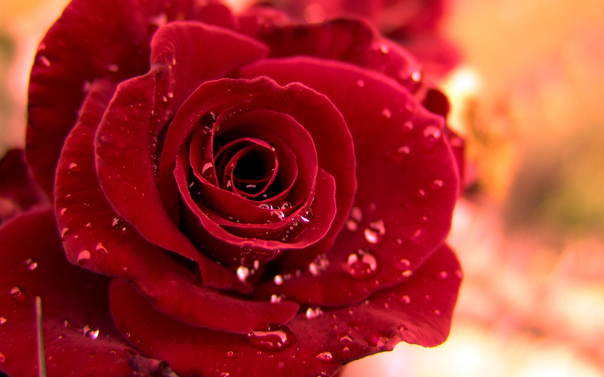 4436852-rose-wallpapers