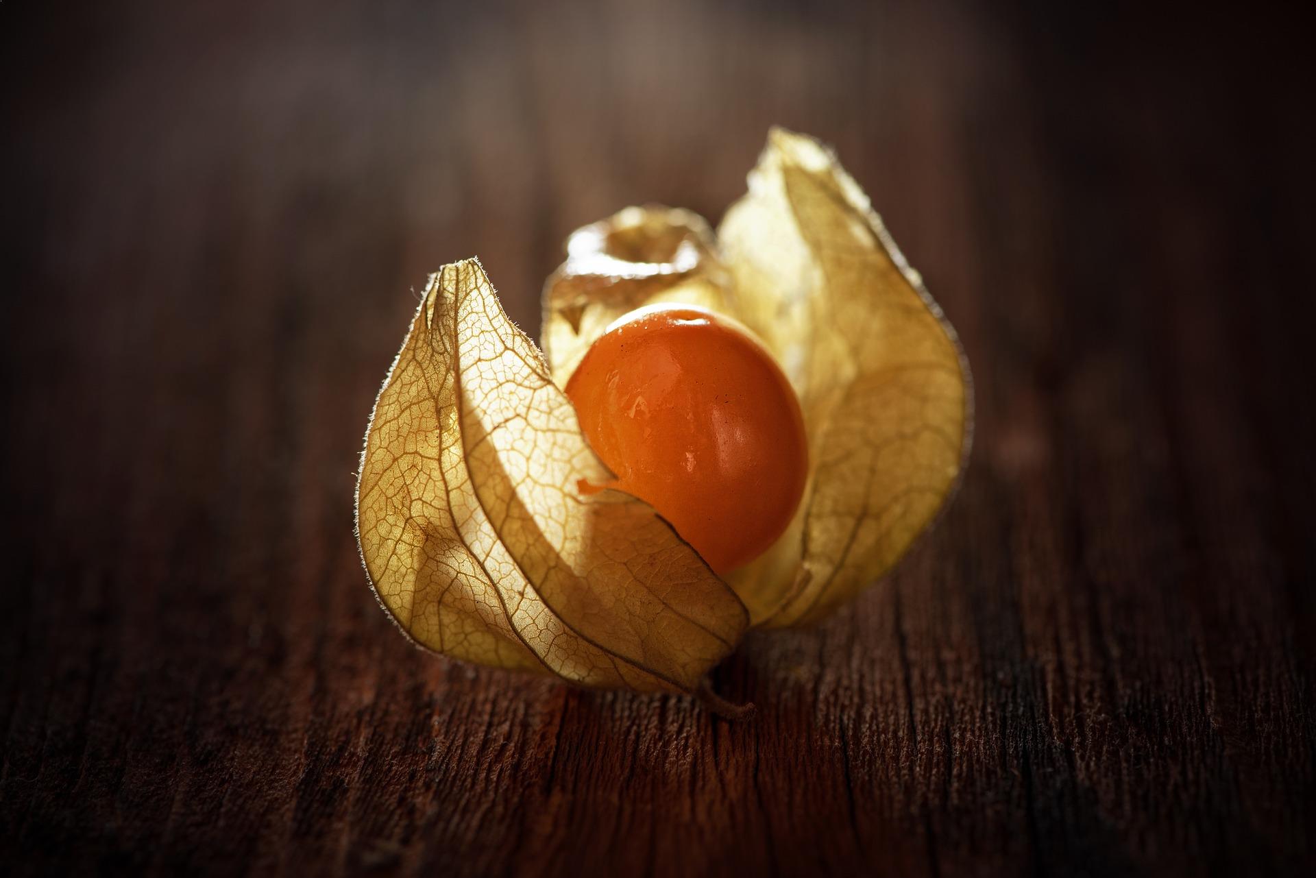 Physalis-1