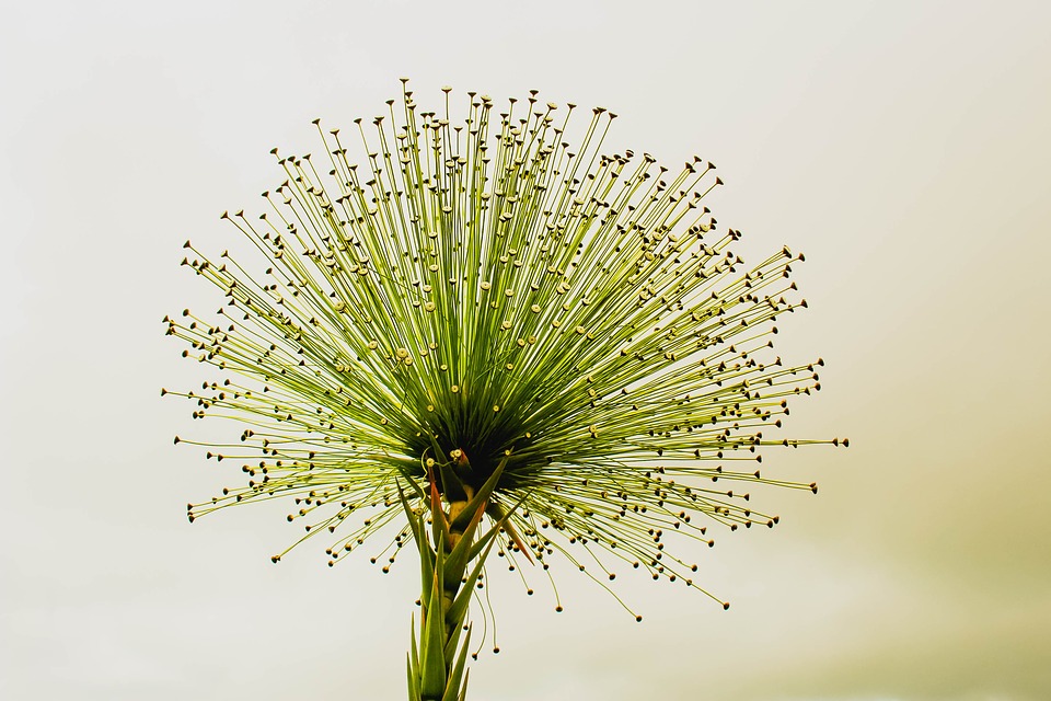 flower-2071522_960_720