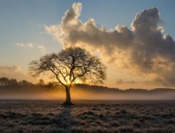 lone-tree-1934897_1280