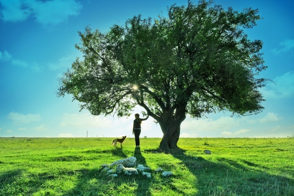 a_big_tree_landscape_scenery_of_highdefinition_picture_166020
