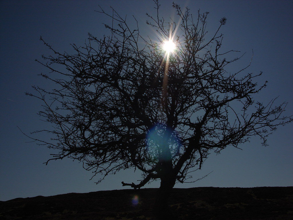 tree