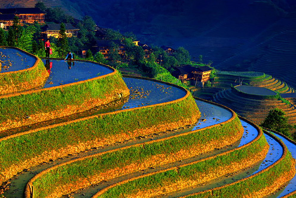 Rice field
