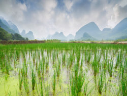 Rice terraces field1