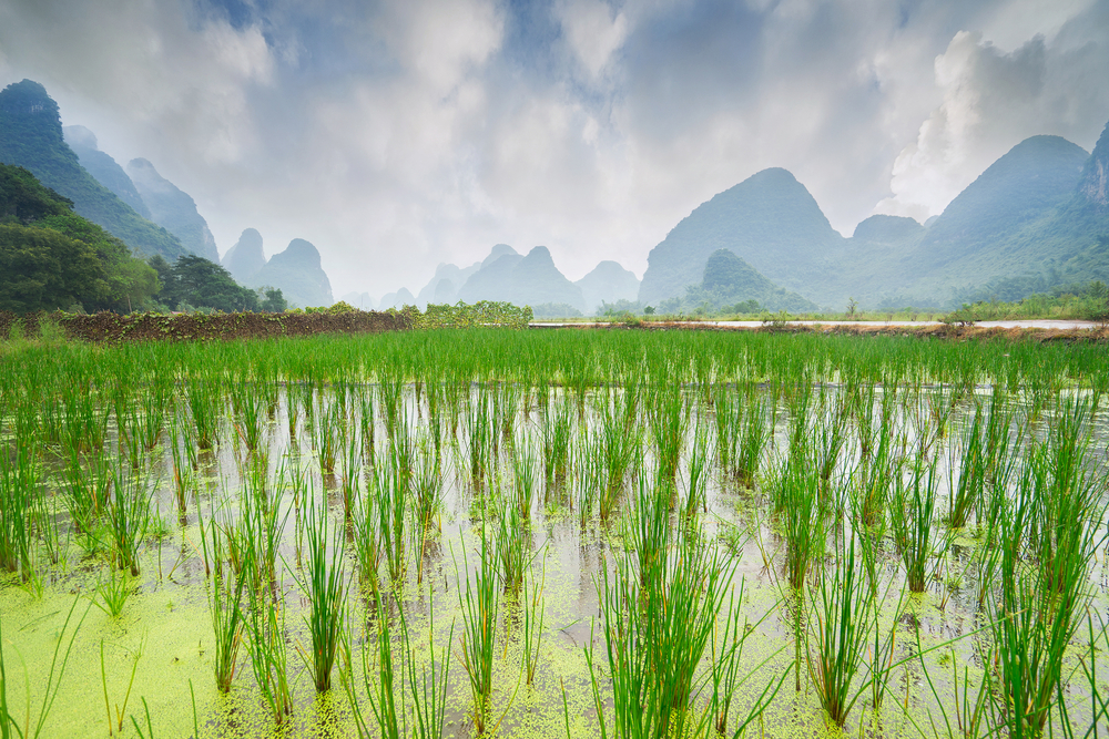 Rice terraces field1