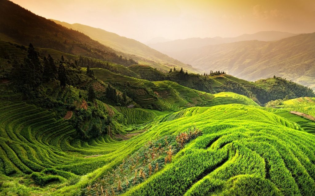 china-mountain-mist-sunrise-trees-field-green-terraces