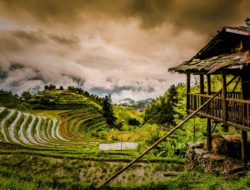 rice paddies china