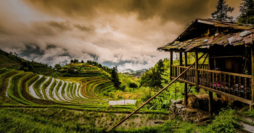 rice paddies china