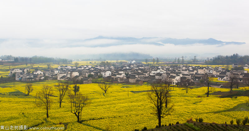 卢村油菜花