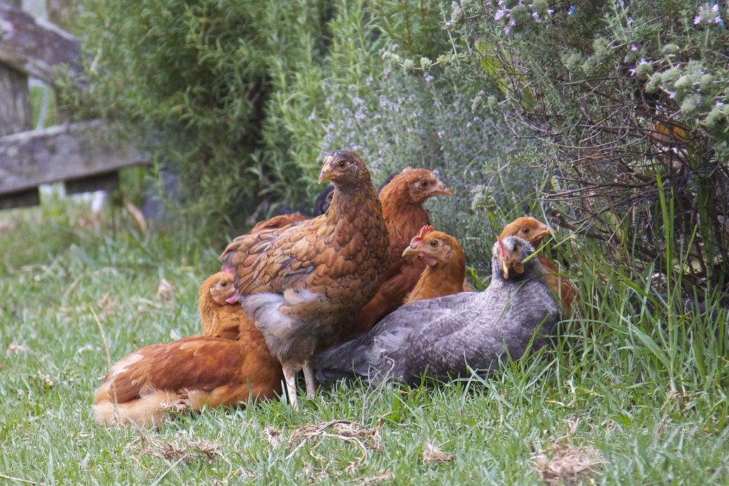 a puddle of baby chickens