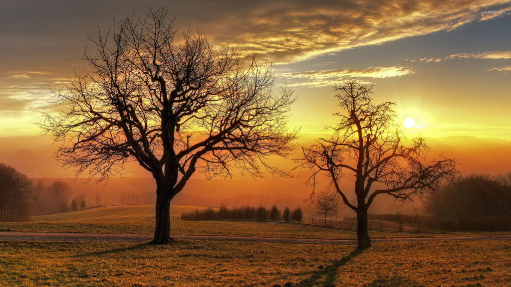 sunset-above-the-winter-trees-41387-1920x1080