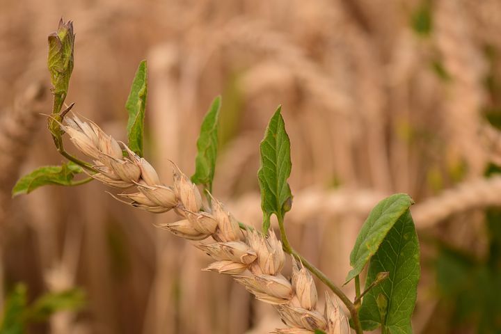 wheat