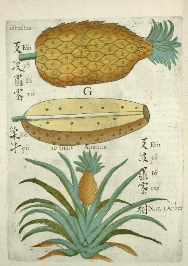 卜彌格的拉丁文著作《中國植物志》所繪製的菠蘿(或稱：菠萝、黄梨、鳳梨)