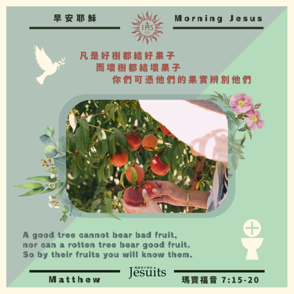 瑪 7:15-20,丙年