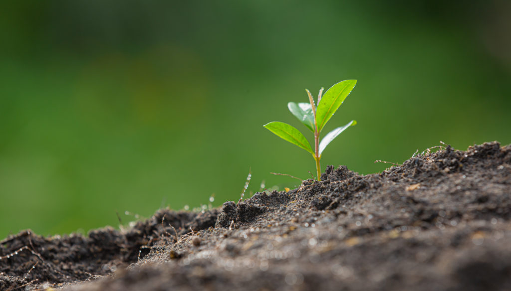 close up picture of the sapling of the plant is growing