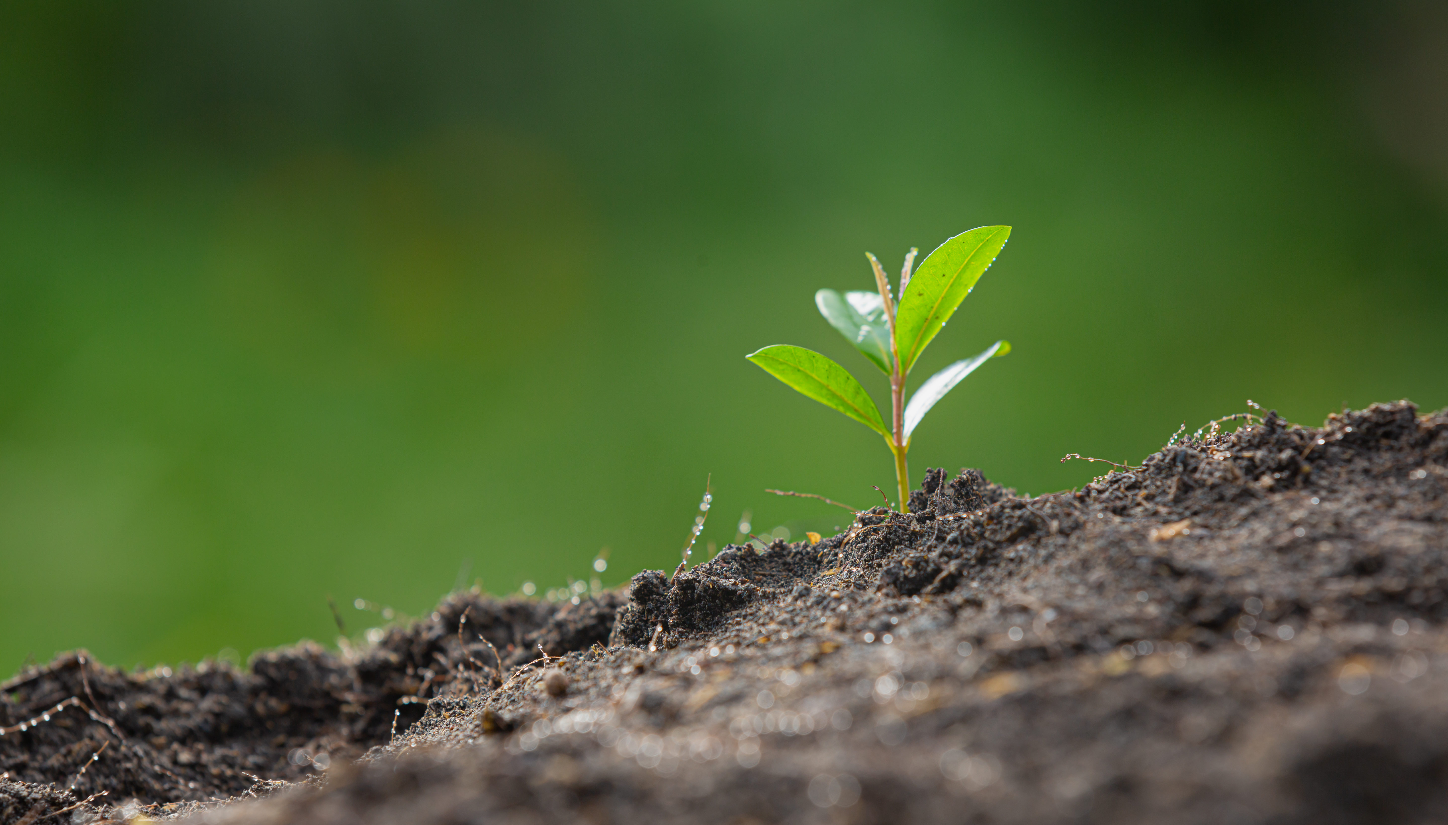 close up picture of the sapling of the plant is growing