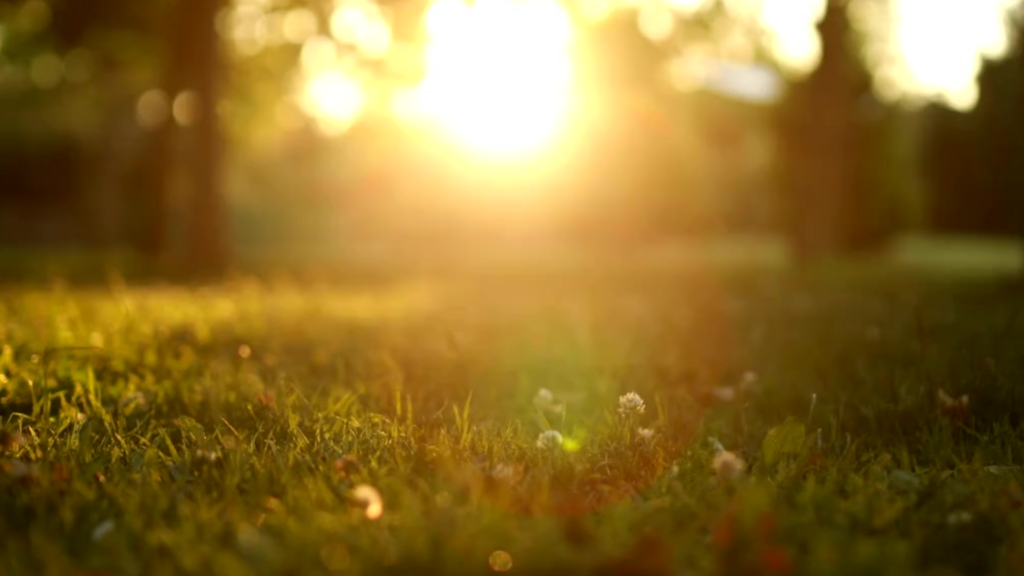 Orange Sunny Nature Inspirational Power and Peace Quote Video