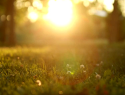Orange Sunny Nature Inspirational Power and Peace Quote Video