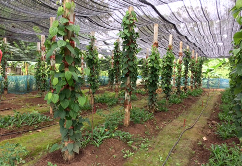 2023-02-06_emmaus-farm_pepper