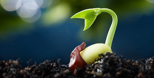 seed