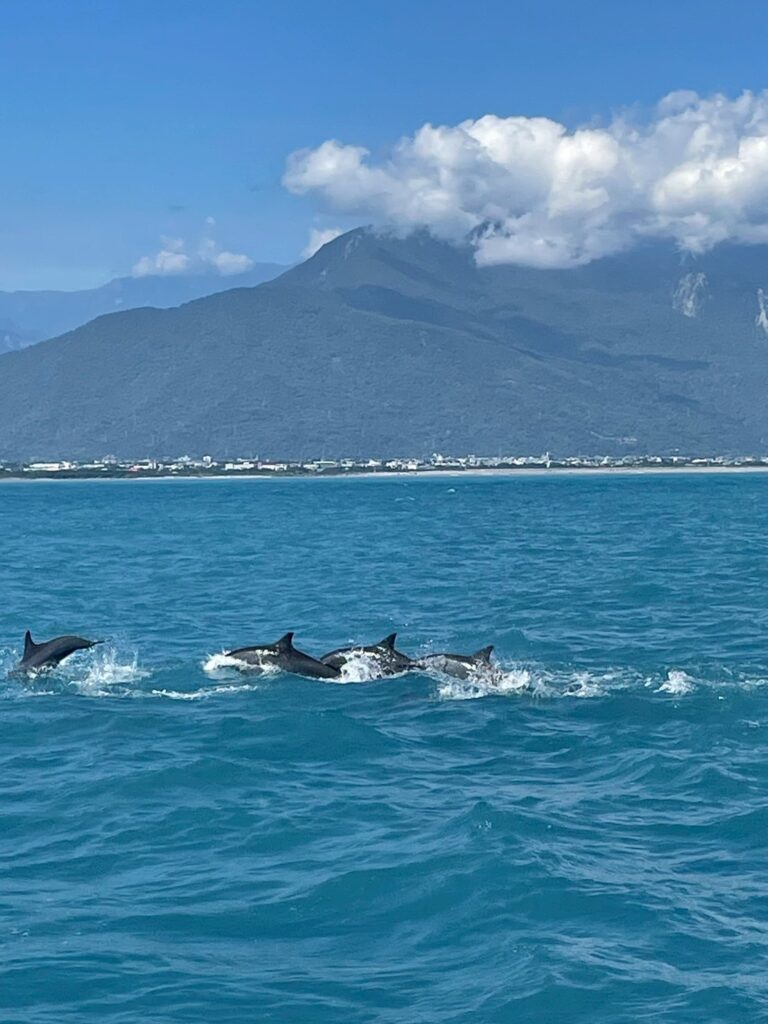 喜見海豚躍出海面